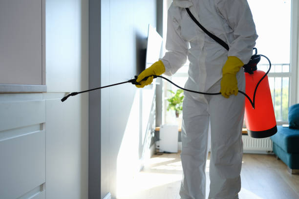 Best DIY Mold Remediation Support Services in Belle Chasse, LA