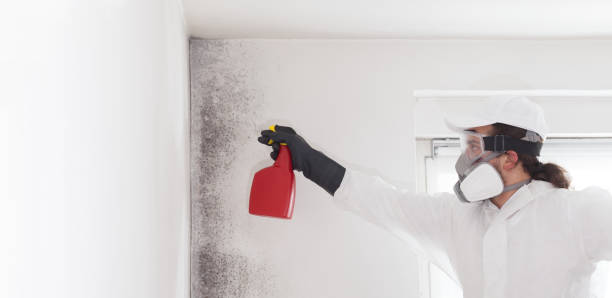 Best Emergency Mold Remediation in Belle Chasse, LA