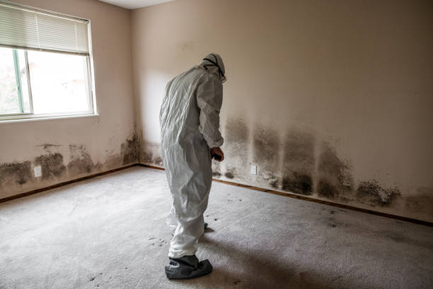 Best Crawl Space Mold Remediation in Belle Chasse, LA