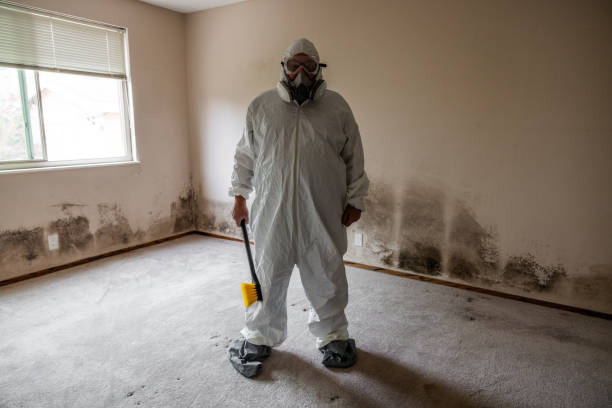 Best Residential Mold Remediation in Belle Chasse, LA