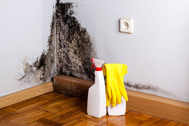 Best Health and Safety Mold Remediation in Belle Chasse, LA